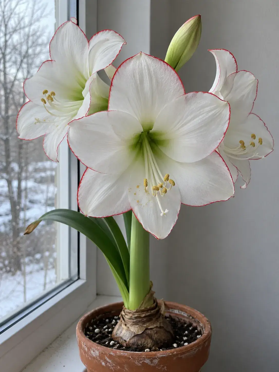 Амариліс Велорія — Пікоті
