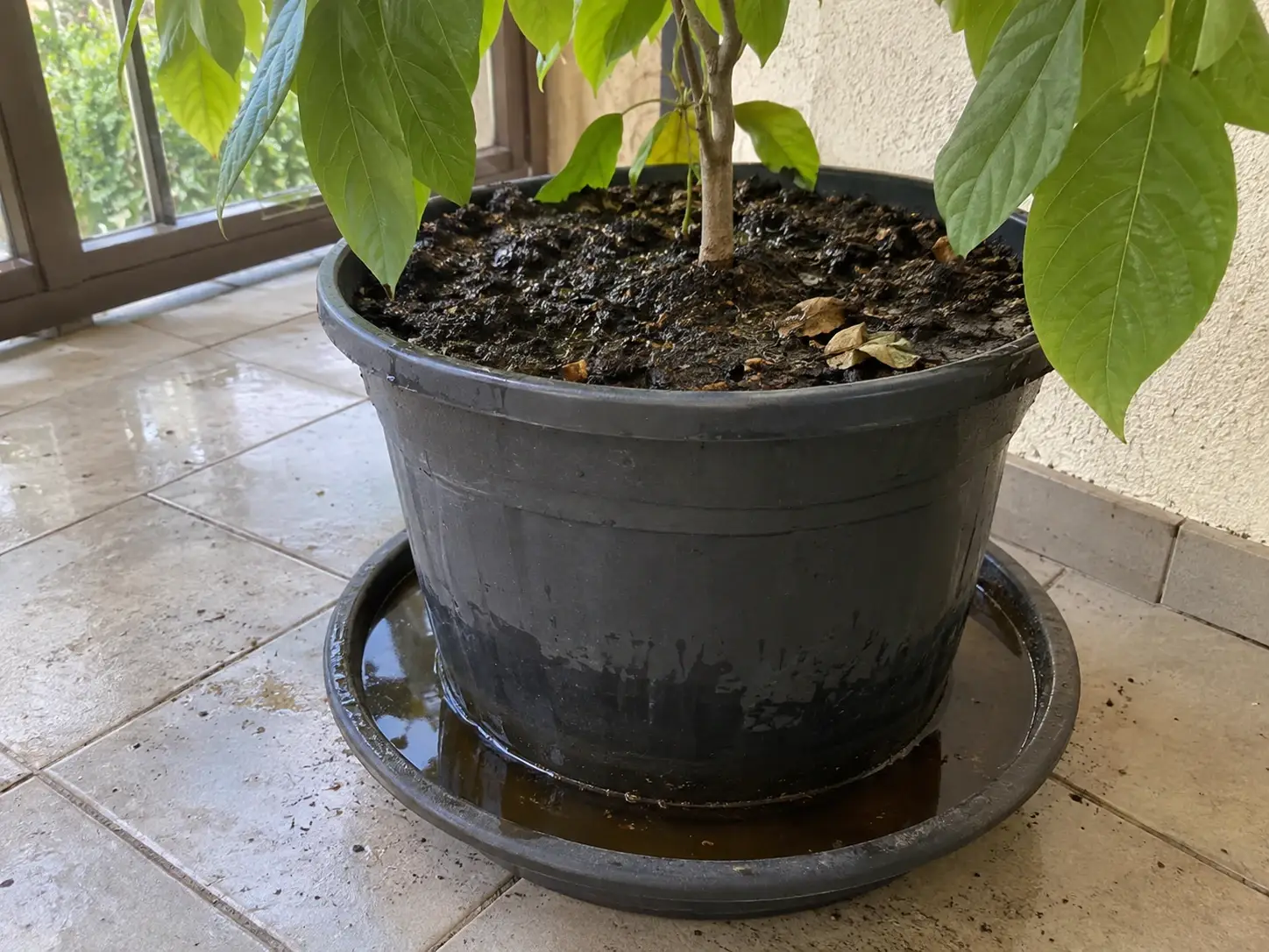 Перезволожений горщик з водою в піддоні