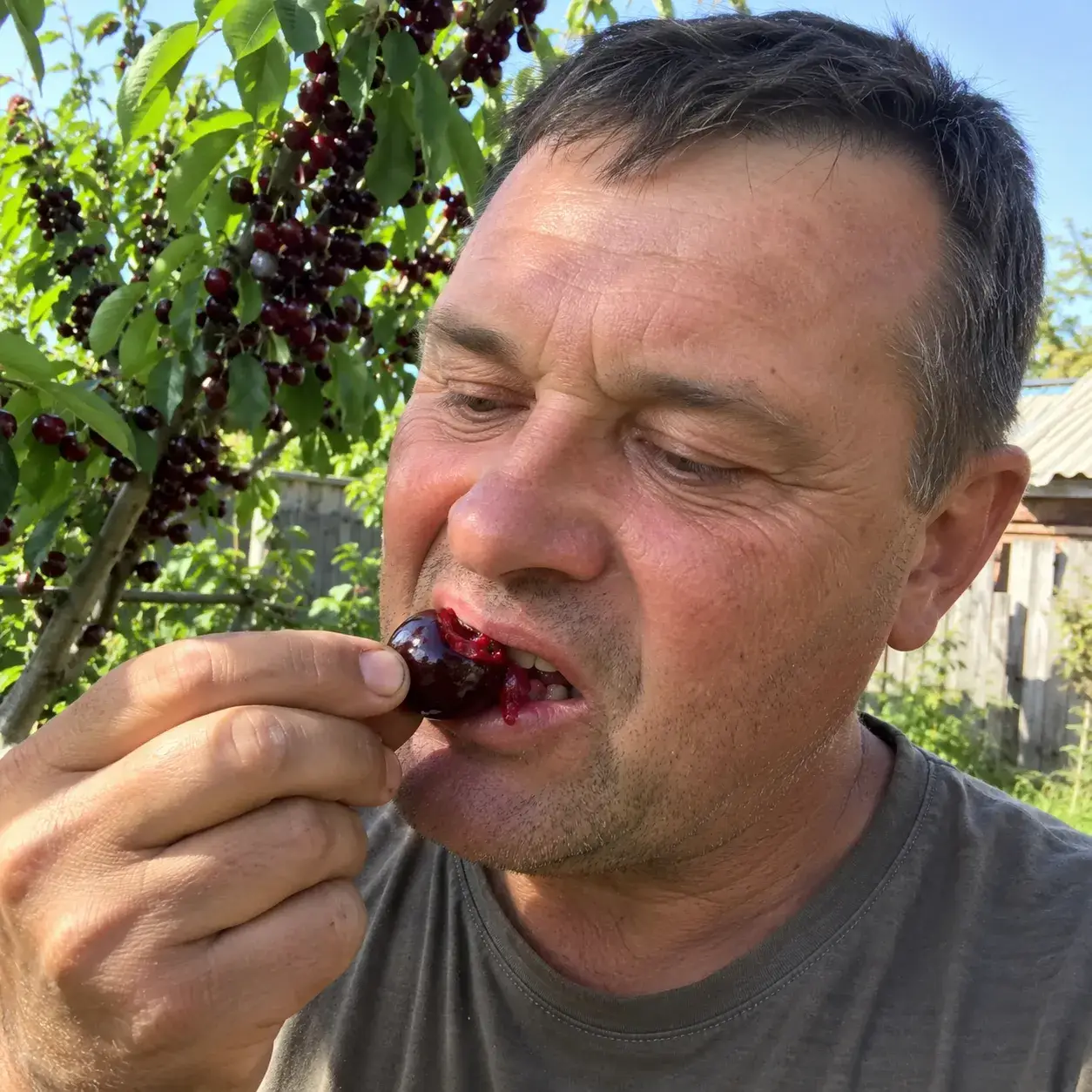 Ягоду черешні надкушують просто з дерева
