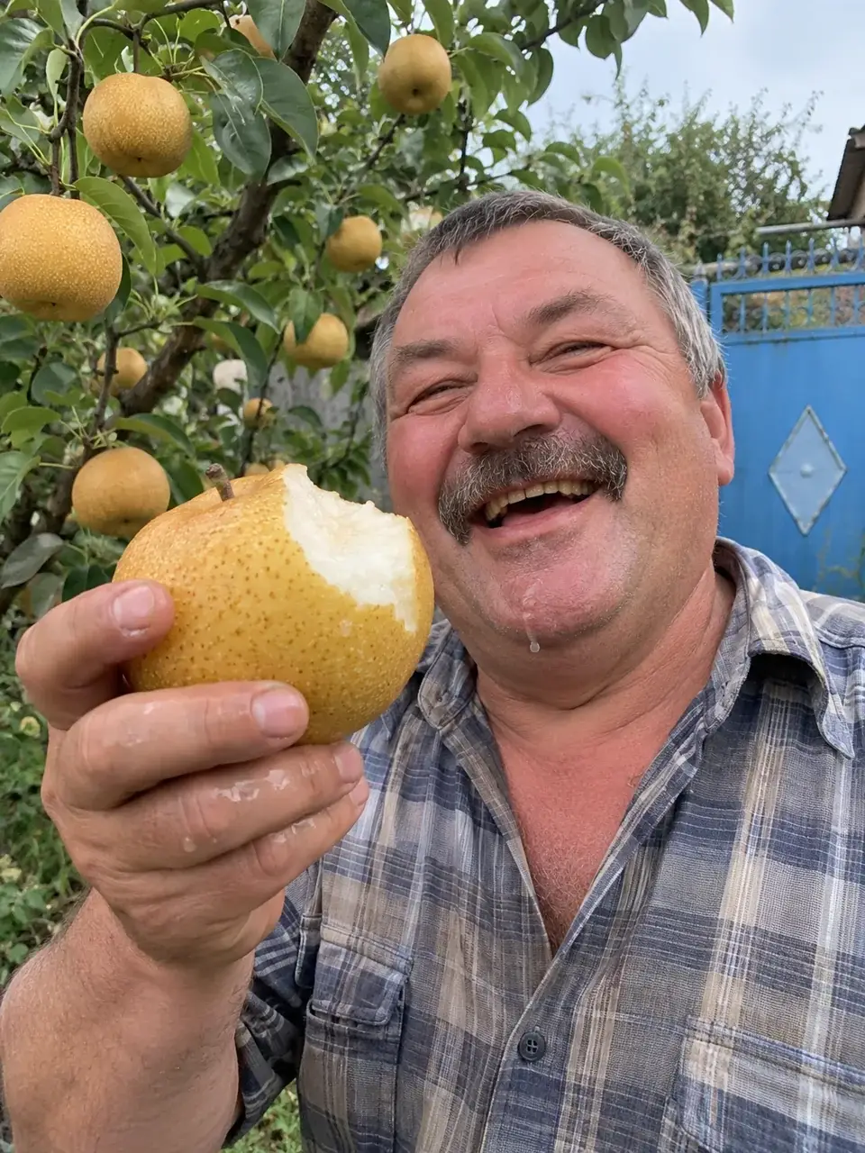 Надкушена соковита груша «Наші»